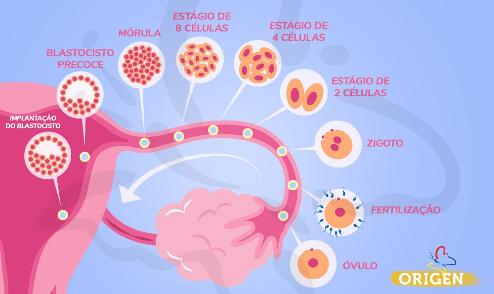 Endometrite e falha de implantação: existe relação?